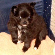 Baby Heller