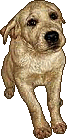 Lost dog - wouldn't be lost if owner had FENCE, ID TAGS ON DOG, RESPONSIBILITY